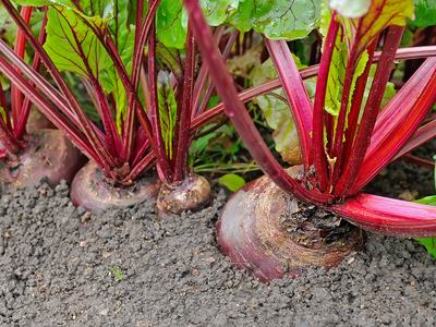 Beetroot bulbs emerging from soil with red stems and green leaves