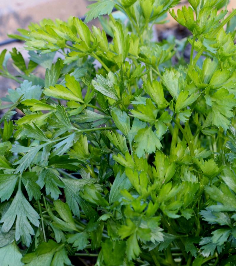 Parsley