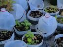Seedlings in soil-filled pots covered by cut plastic milk jugs used as protective cloches