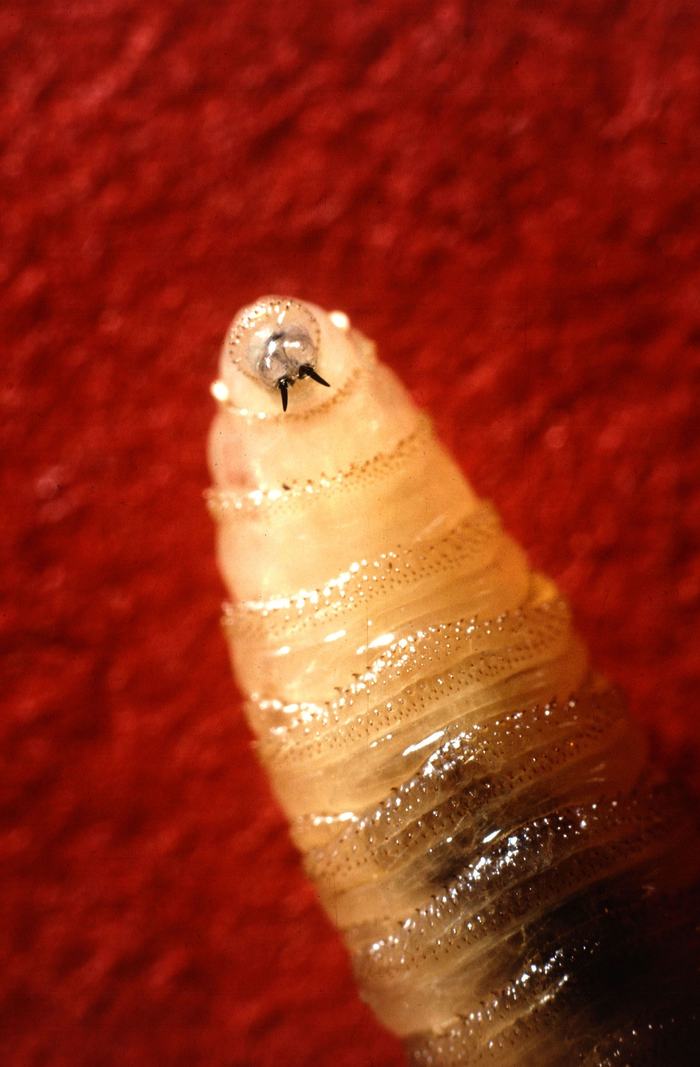 New World Screwworm Larvae, close up on the mouth part