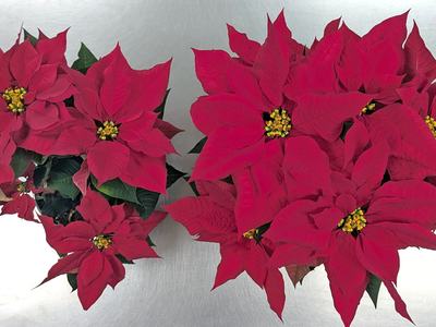 Two red poinsettia plants sitting on a metal surface, seen from above.