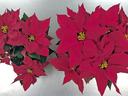Two red poinsettia plants sitting on a metal surface, seen from above.