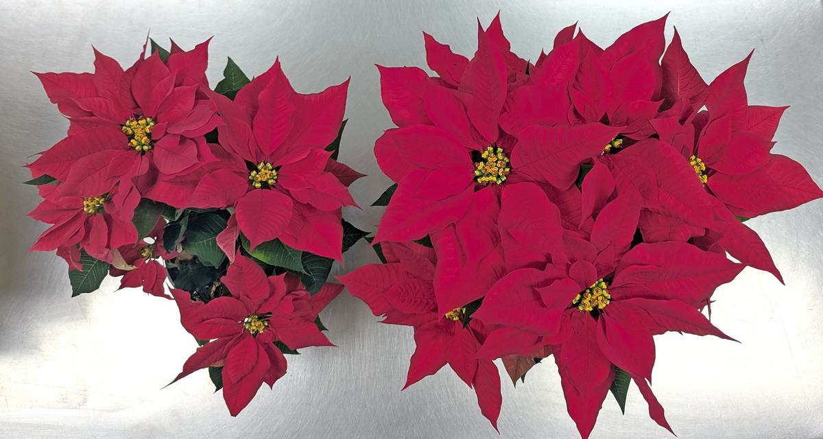 Two red poinsettia plants sitting on a metal surface, seen from above.