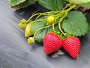 Two ripe red strawberries on plant with green unripe berries and leaves