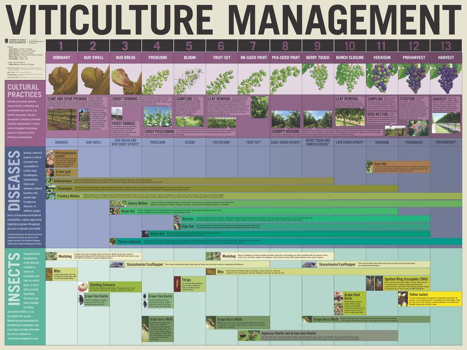 Viticulture Management poster showing grape growth stages, practices, diseases, and pests