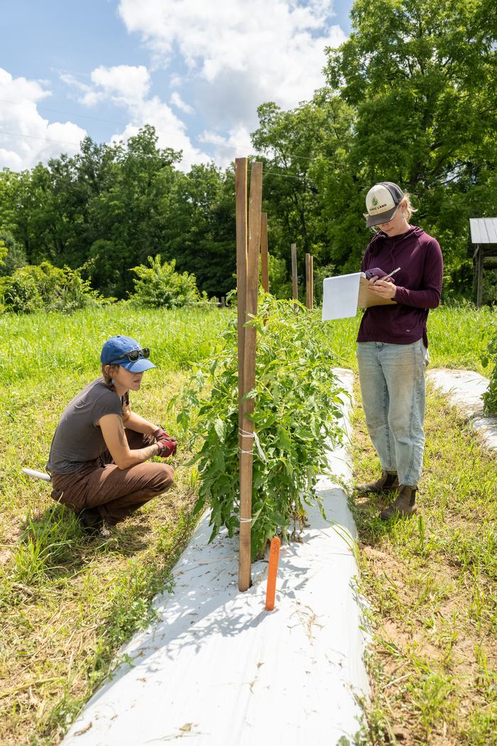 Two women collecting data on tomatoes on a farm. 