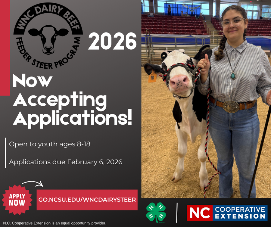 WNC Dairy Beef Feeder Steer Program Now Accepting Applications!