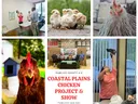Flyer for the Coastal Plains Chicken Project and Show featuring text about the program along with six photos: two images of youth practicing and showing their chickens, three images of chickens, and one image of the previous year’s winners holding their r