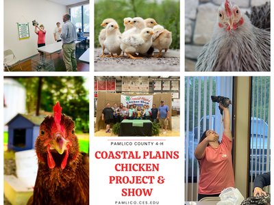 Flyer for the Coastal Plains Chicken Project and Show featuring text about the program along with six photos: two images of youth practicing and showing their chickens, three images of chickens, and one image of the previous year’s winners holding their r