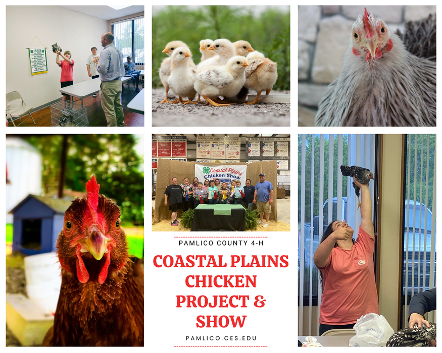 Flyer for the Coastal Plains Chicken Project and Show featuring text about the program along with six photos: two images of youth practicing and showing their chickens, three images of chickens, and one image of the previous year’s winners holding their ribbons.