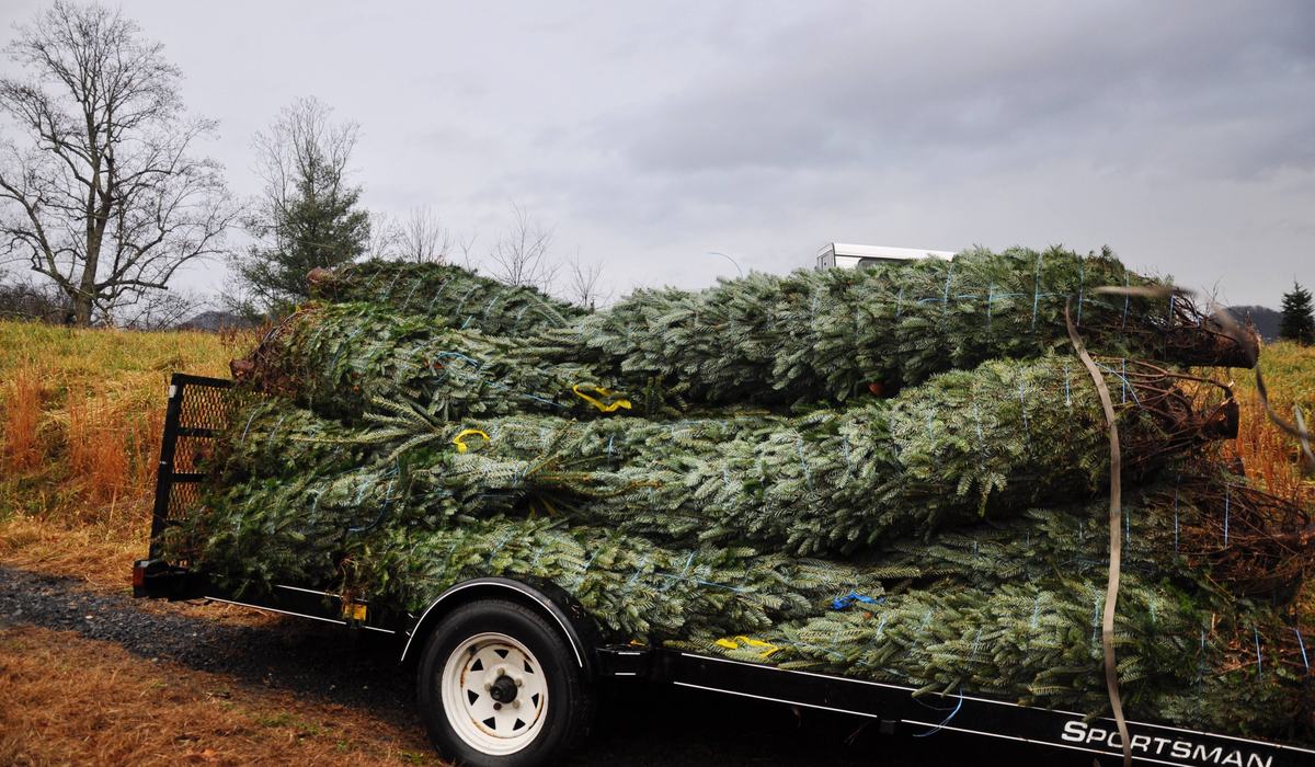 The History and Heart of the North Carolina Christmas Trees - New ...