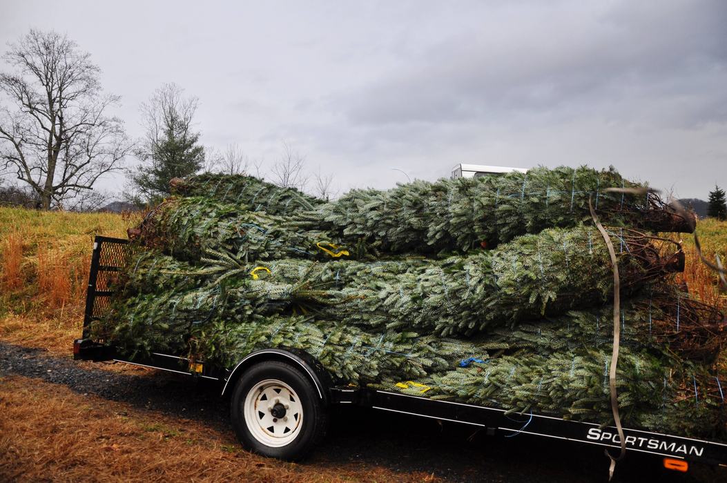 A small load of trees awaiting transport to their holiday homes