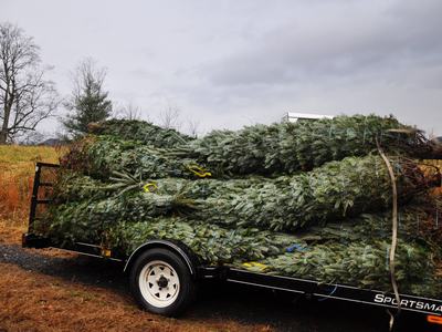 A small load of trees awaiting transport to their holiday homes