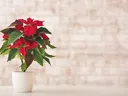 Poinsettia plant with red and green leaves in white pot on table, brick wall background