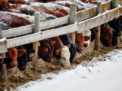 Cattle with ear tags feeding at a wooden trough beside snow