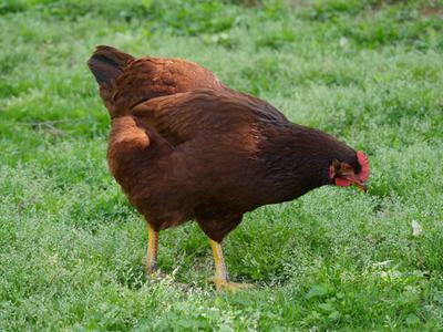 Barred rock chicken on grass