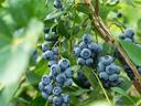 Clusters of ripe blueberries hanging on leafy branches