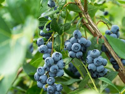 Clusters of ripe blueberries hanging on leafy branches