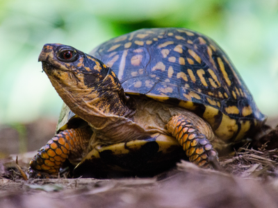 Eastern Box Turtle