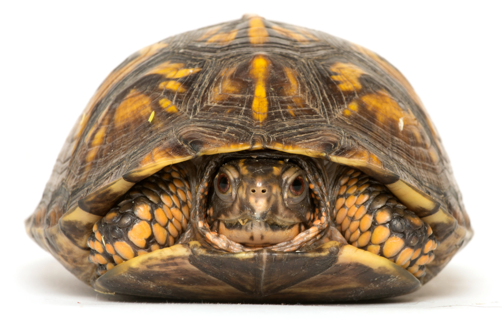 Eastern Box Turtle