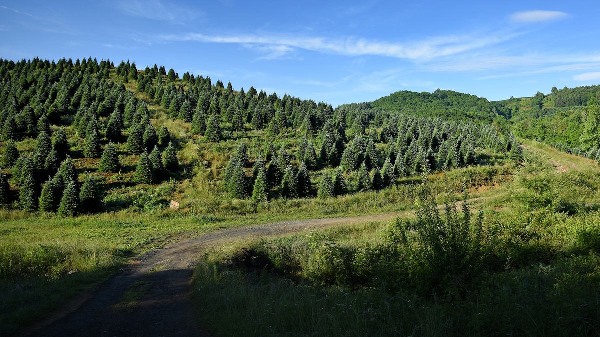 Christmas tree farm in Avery County just outside Newland.