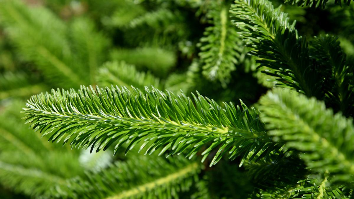 Detail of Fraser fir needles on a tree at Panoramic View Christmas Tree Farm in Watauga County, outside Boone.