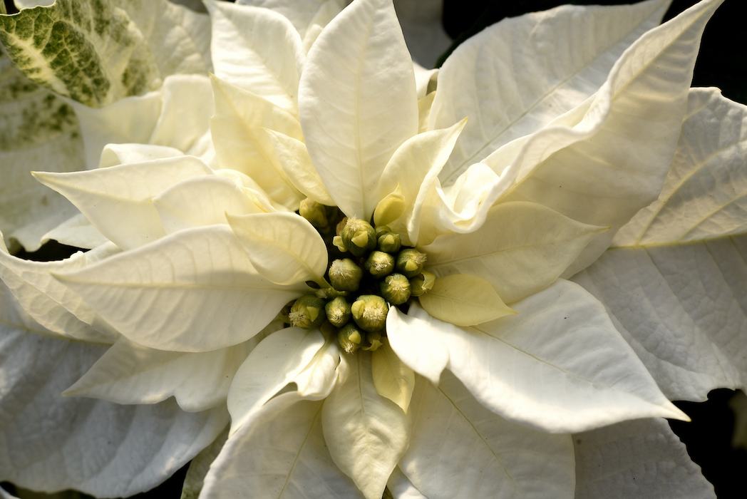 Close-up of a white poinsettia cultivar Princettia Pure White, highlighting the petals and central flowers.