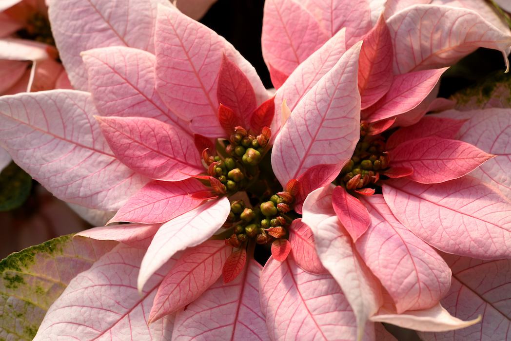 Close-up of a pink poinsettia cultivar Luv U Soft Pink, showing the detailed texture and shape of its bracts. 