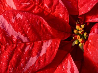 Close-up of a red and pink splotched poinsettia cultivar Premier Jingle Bells, showing its unique color variation in the bracts.