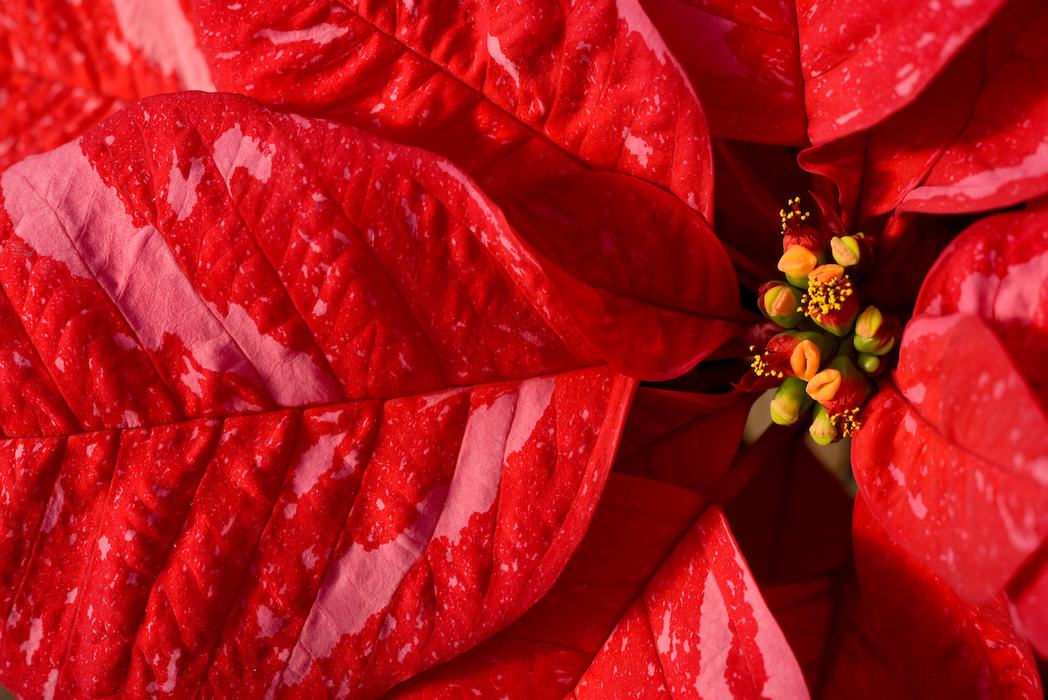 Close-up of a red and pink splotched poinsettia cultivar Premier Jingle Bells, showing its unique color variation in the bracts.