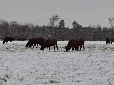 cattle in snowy field