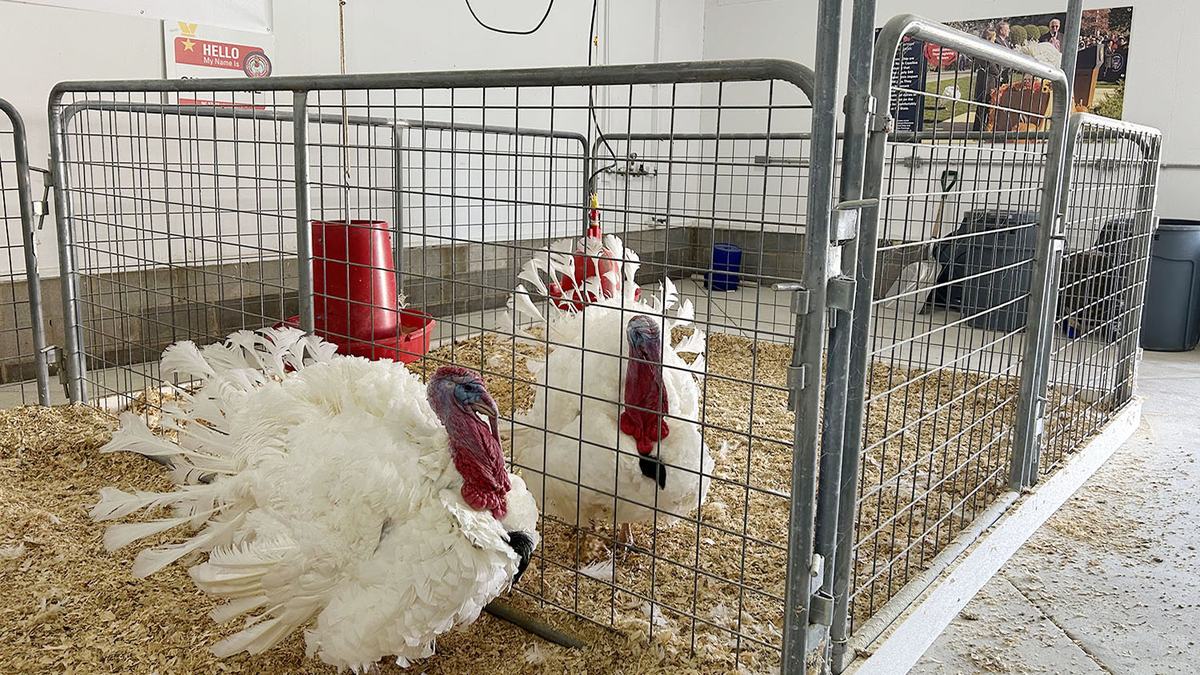 Pardoned turkeys Chocolate and Chip in their pens at NC State