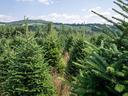 Christmas Trees