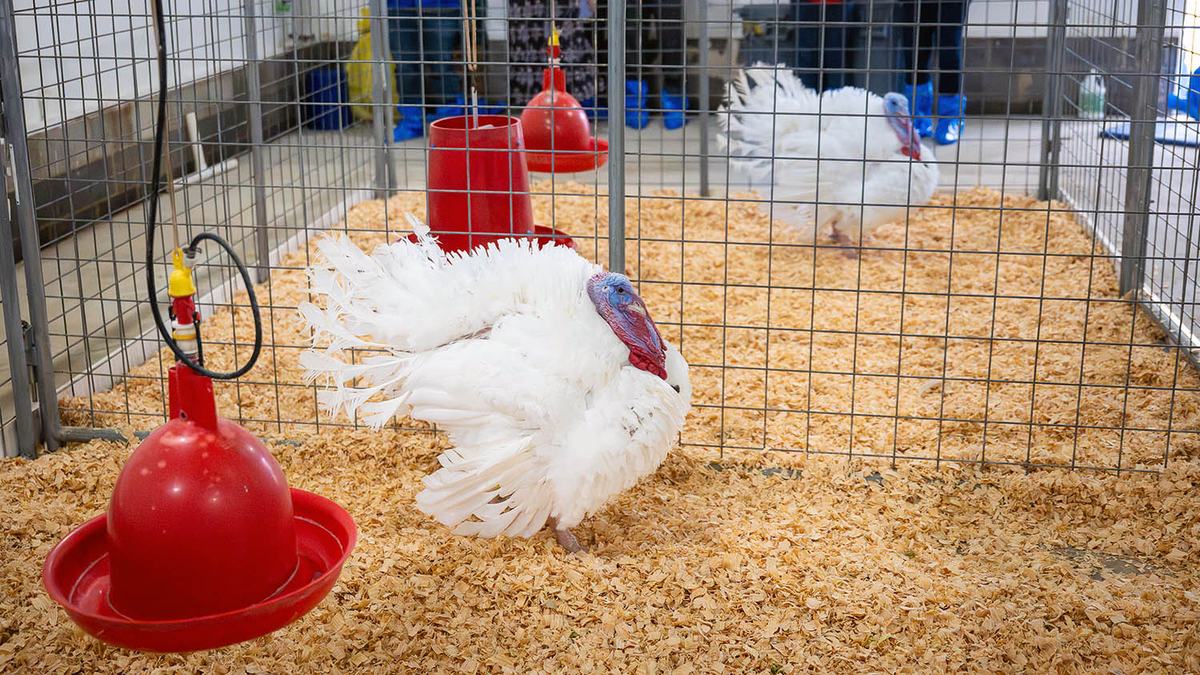 Pardoned turkeys Gobble and Waddle in their pens at NC State