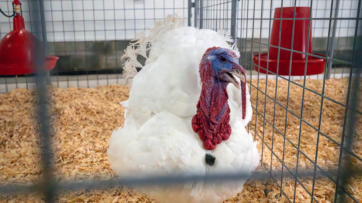 One of the turkeys that received a presidential pardon in 2025
