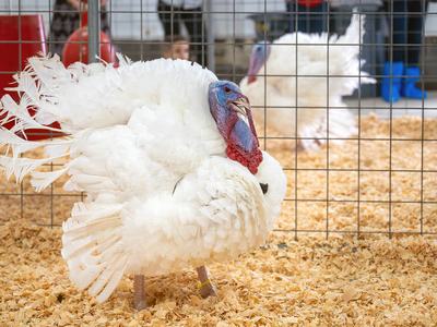 Pardoned turkeys Gobble and Waddle in their pens at NC State