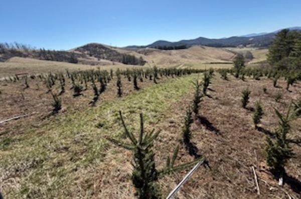A field of young, deer-damaged Christmas trees on a farm in the North Carolina mountains.