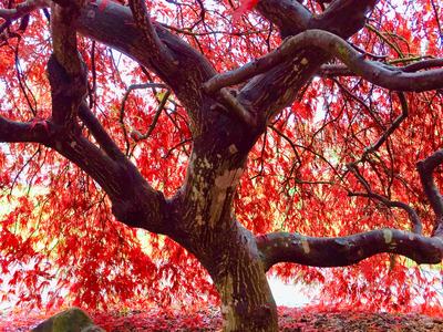 Japanese maple trunk and stems.