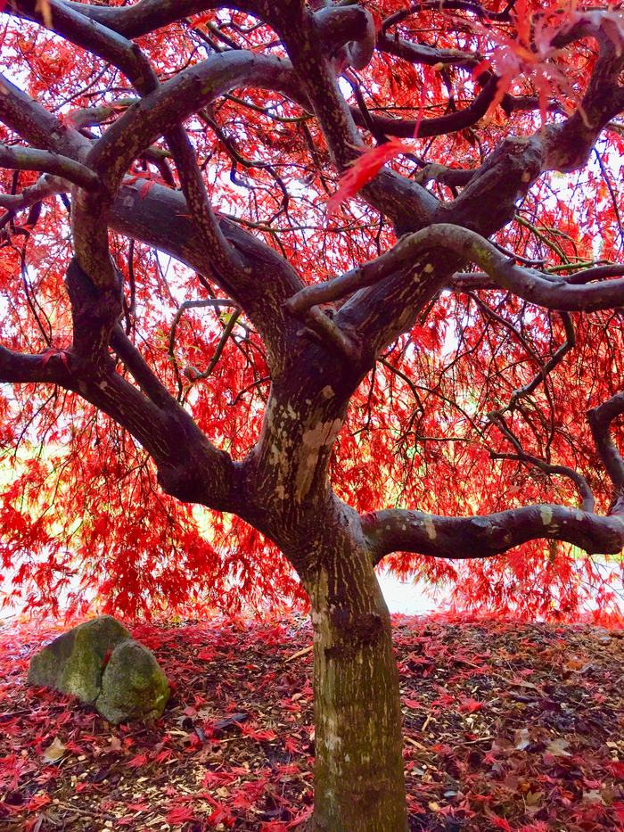 Japanese maple trunk and stems.