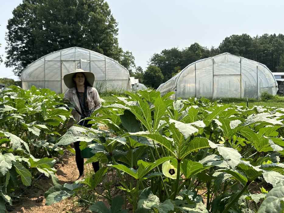 Natalie of Sungold Farm Harvests Okra