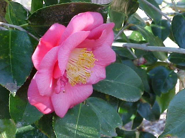 Camellias flower throughout the winter.