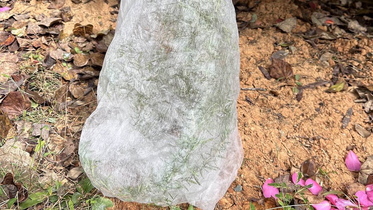 A nonwoven fabric forms a cone-shaped covering over a small bush.