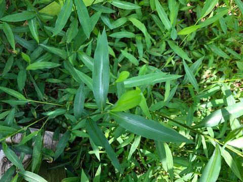 Cluster of long narrow green bamboo-like leaves and stems