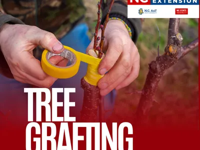 Hands wrapping yellow grafting tape around a scion on a tree branch; text: "TREE GRAFTING", "NC Cooperative Extension"