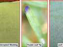 NC State three-panel: turf "Cold Injury/Chloroplast Masking"; closeup "Purple Leaf Tip"; "Leaf spot"