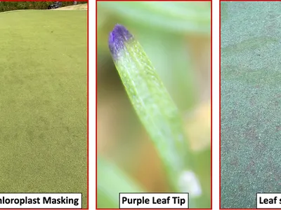 NC State three-panel: turf "Cold Injury/Chloroplast Masking"; closeup "Purple Leaf Tip"; "Leaf spot"