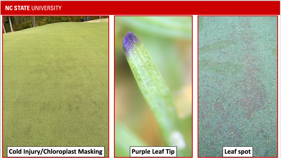 NC State three-panel: turf "Cold Injury/Chloroplast Masking"; closeup "Purple Leaf Tip"; "Leaf spot"