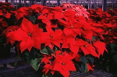 Poinsettias are a very common site during the Christmas holidays.