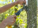 Tree being pruned