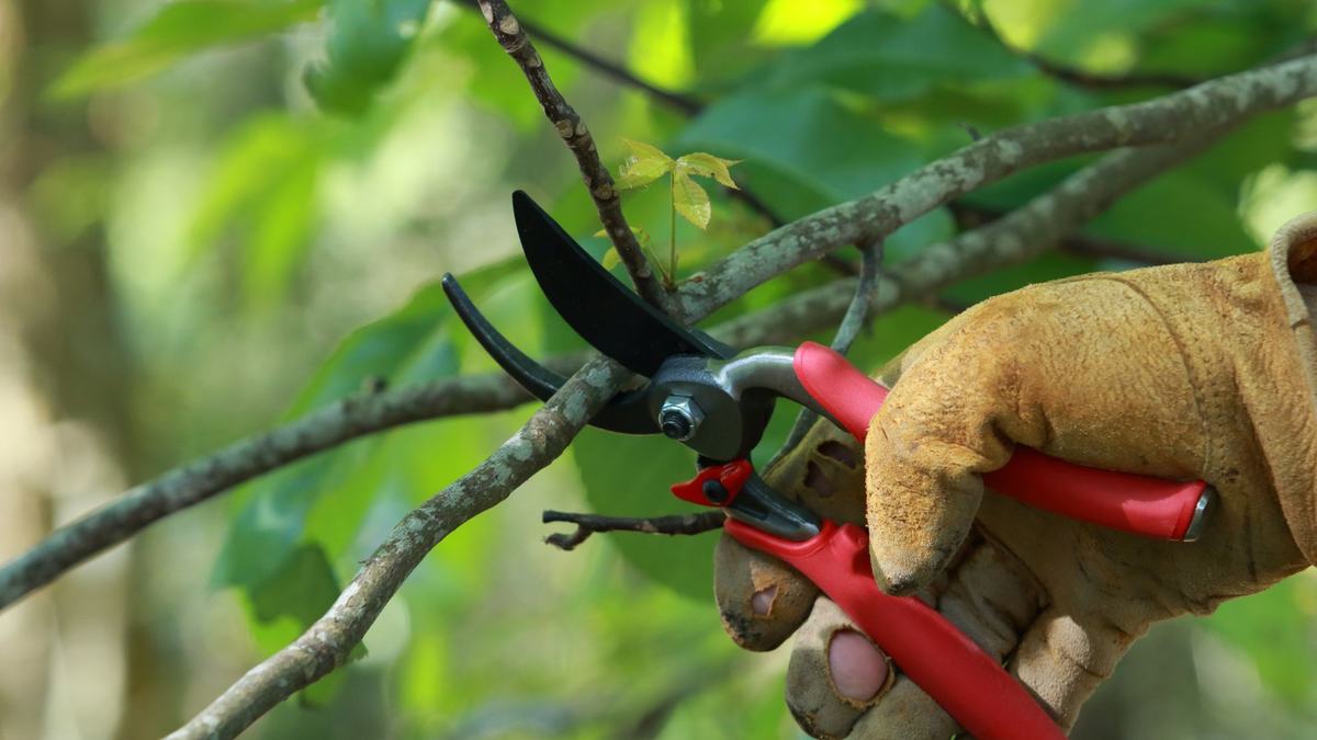 A hand pruning a tree